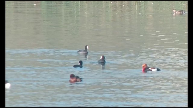 Red-crested Pochard - ML631845351