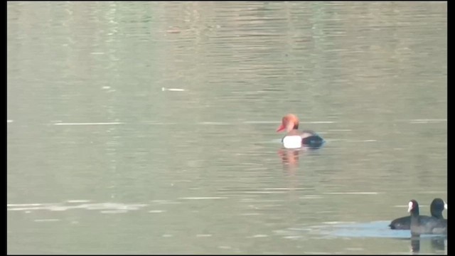 Red-crested Pochard - ML631845364
