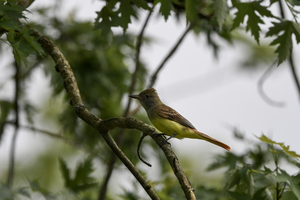 Great Crested Flycatcher - ML631845749