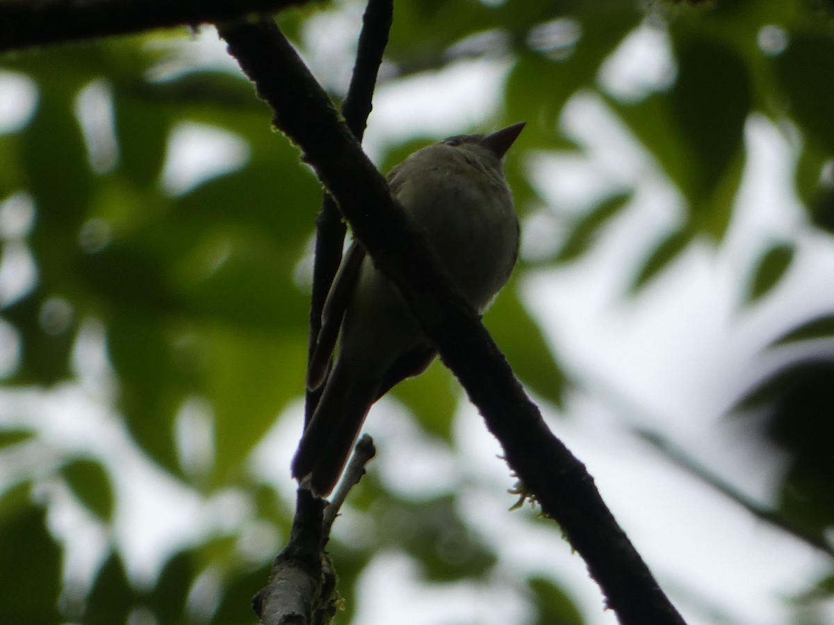 Acadian Flycatcher - ML631845872