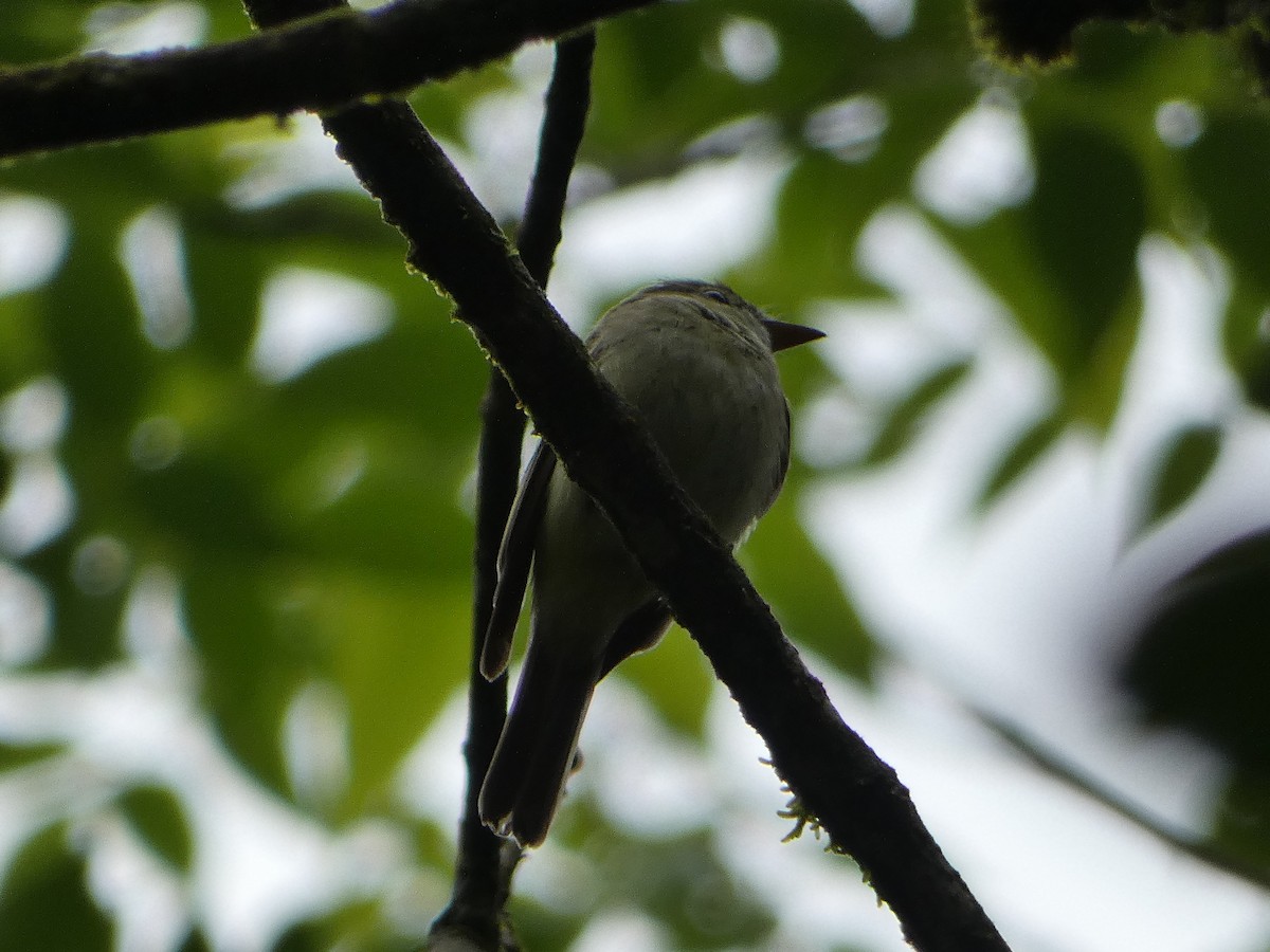 Acadian Flycatcher - ML631845873