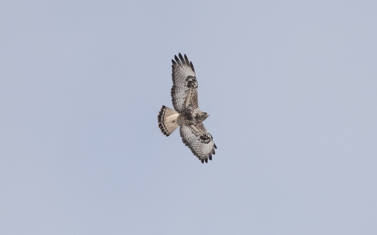 Rough-legged Hawk - ML631845925