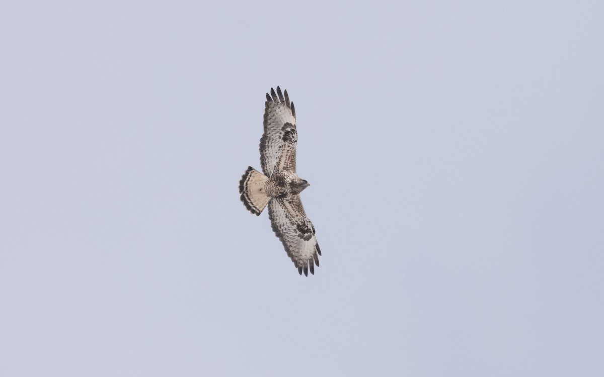 Rough-legged Hawk - ML631845927