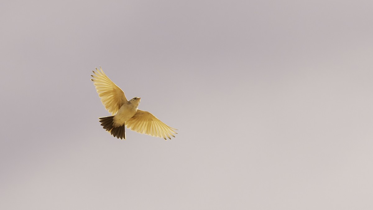 Arabian Lark - ML631845955