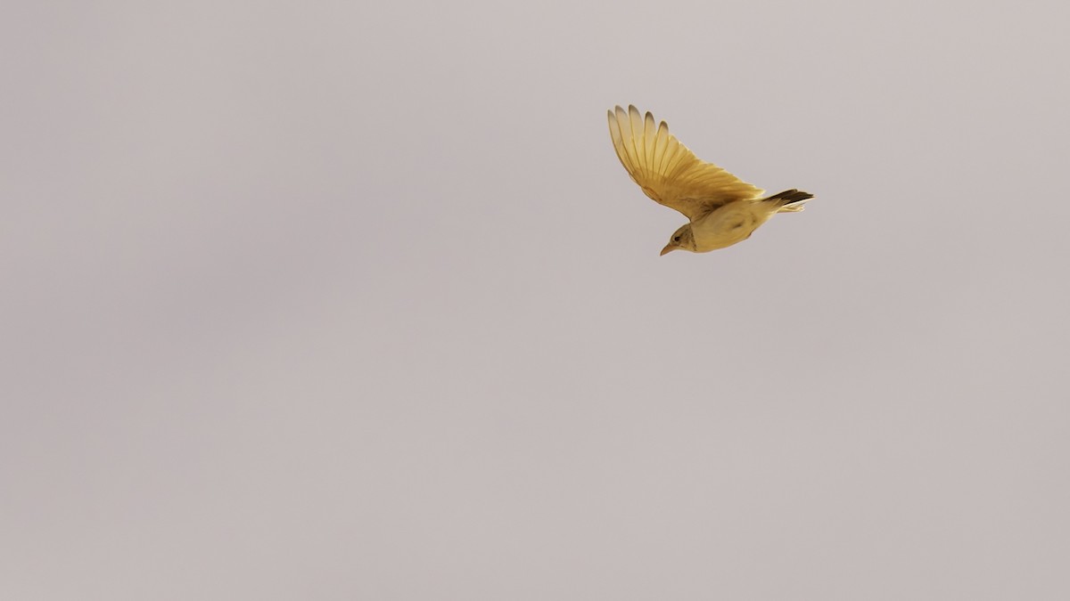 Arabian Lark - ML631845968