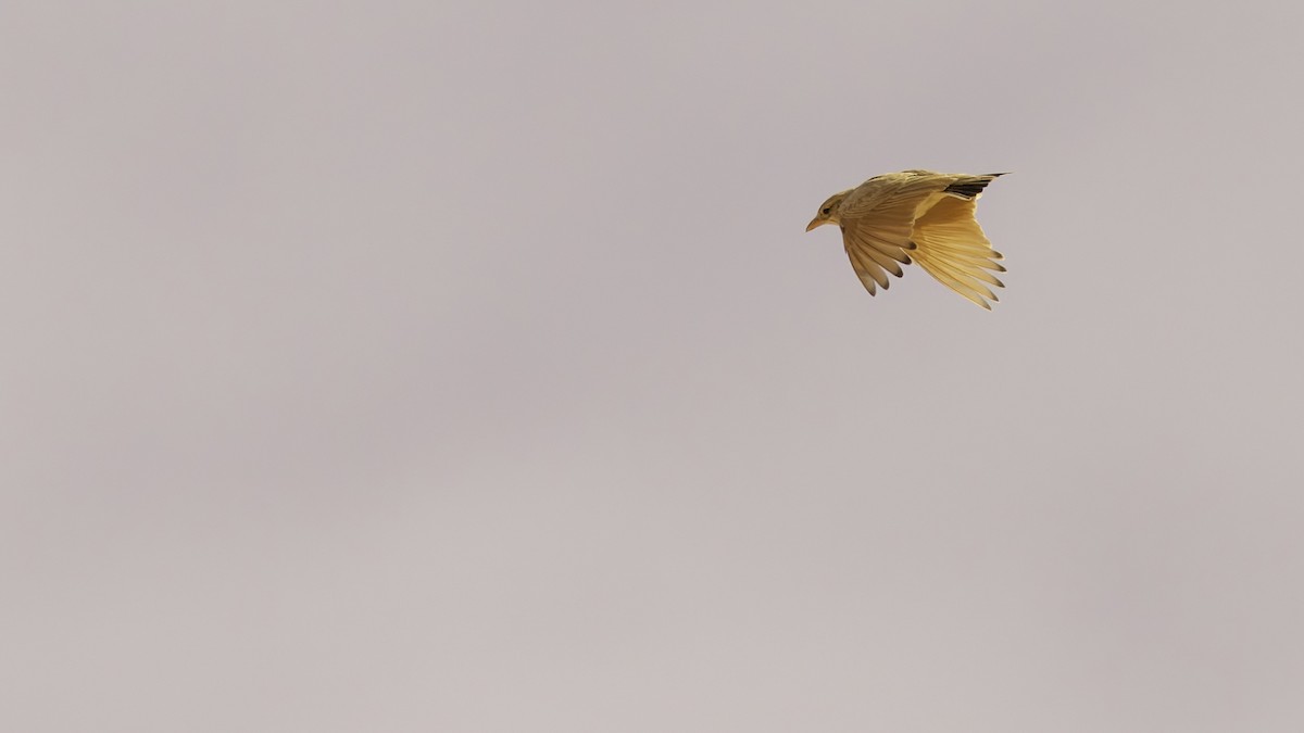 Arabian Lark - ML631845977