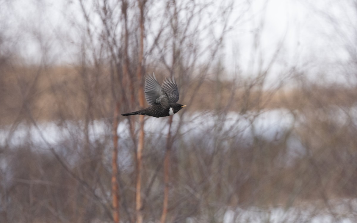 Ring Ouzel - ML631846060