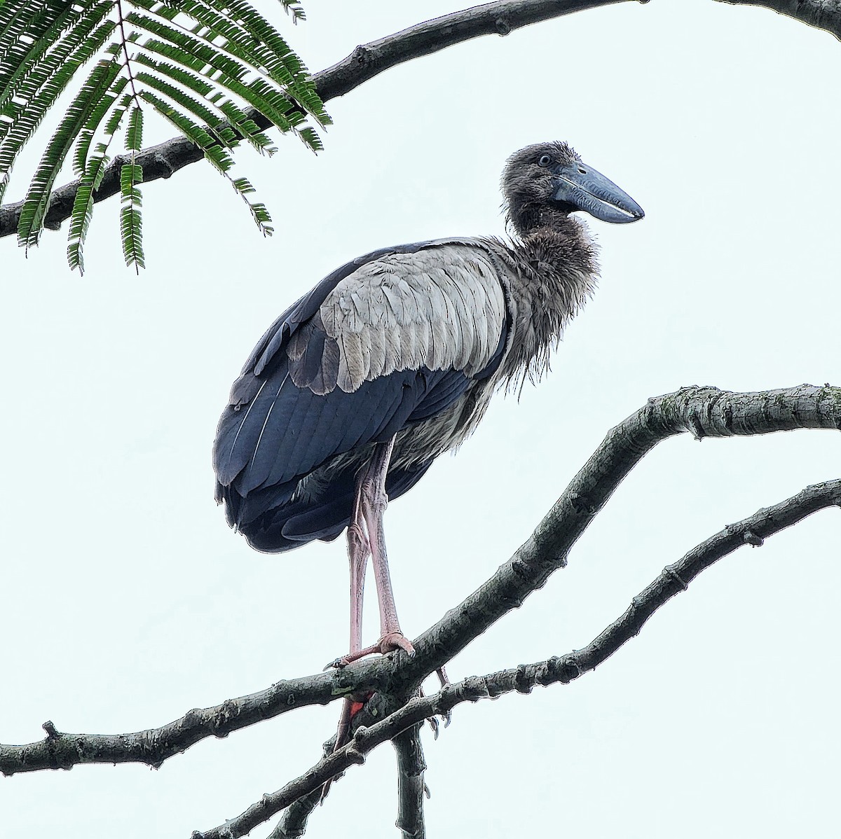 Asian Openbill - ML631846142