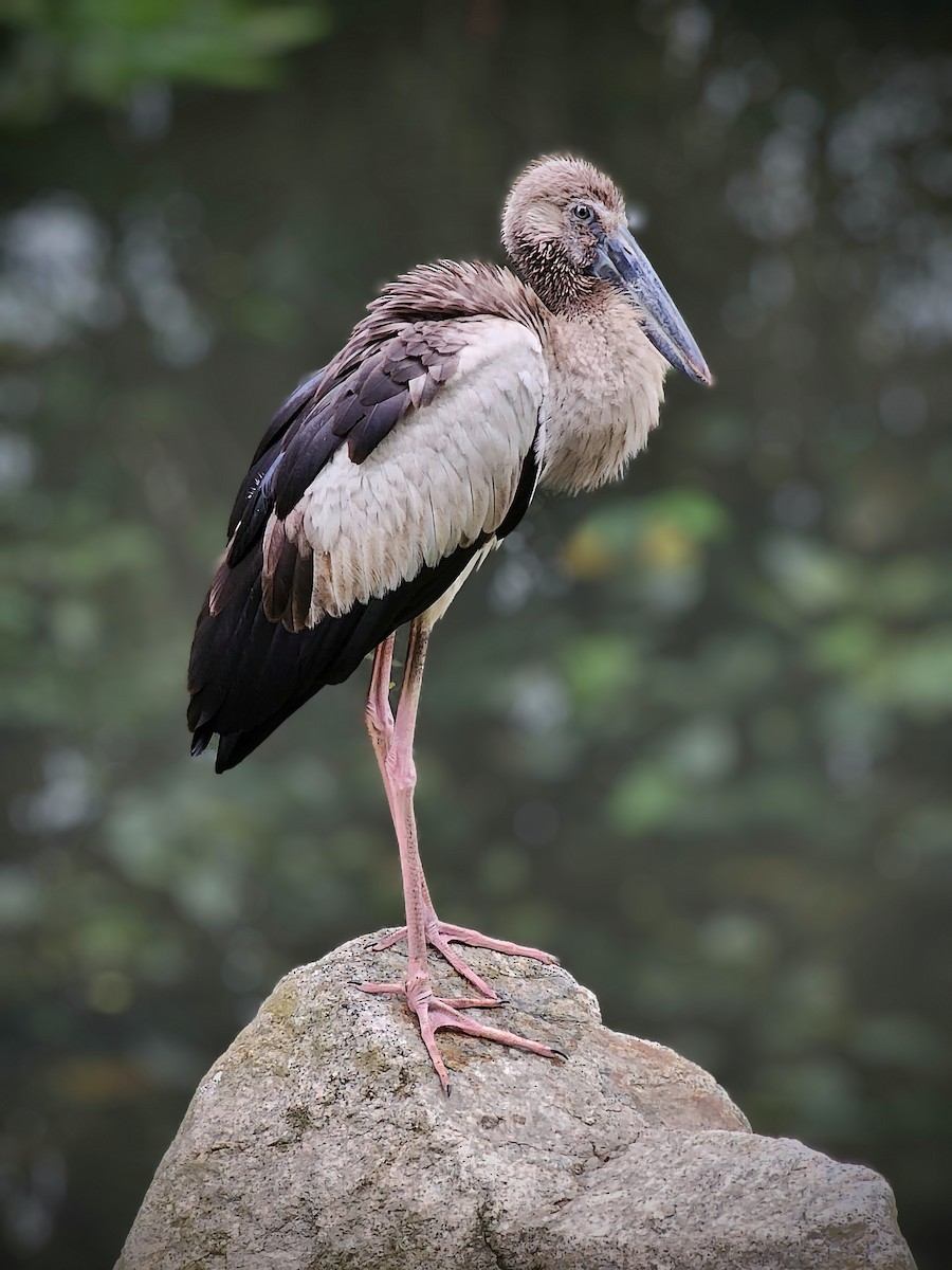 Asian Openbill - ML631846143