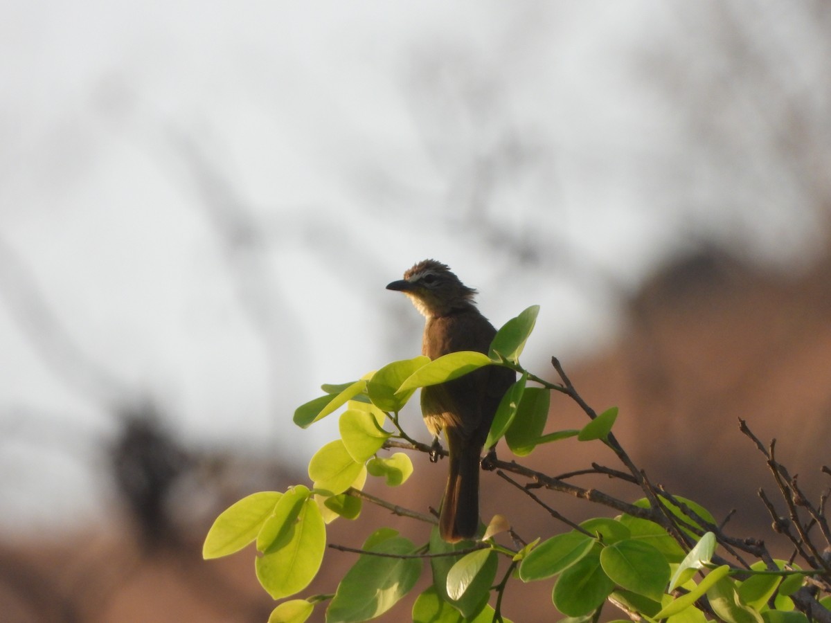 White-browed Bulbul - ML631846210