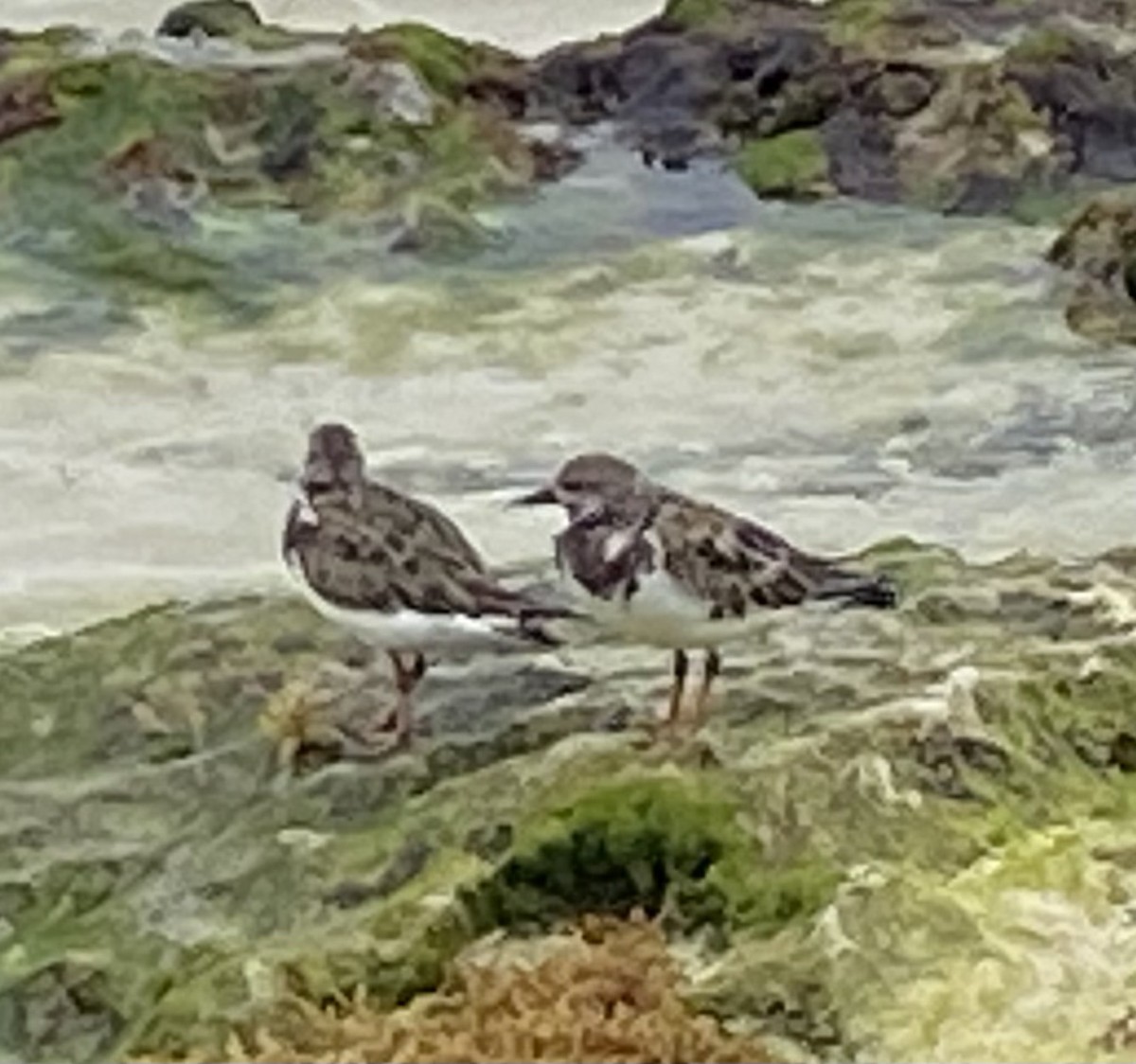 Voltapietre - ML631846237