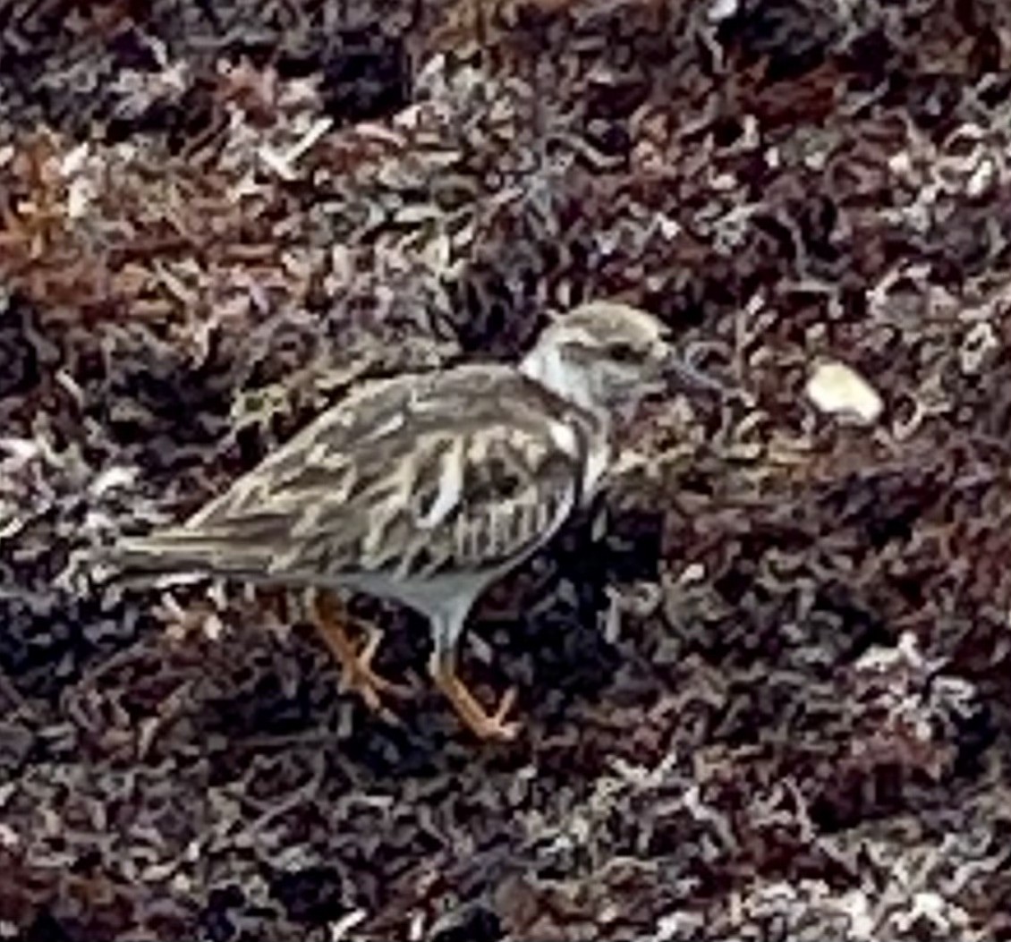 Voltapietre - ML631846238