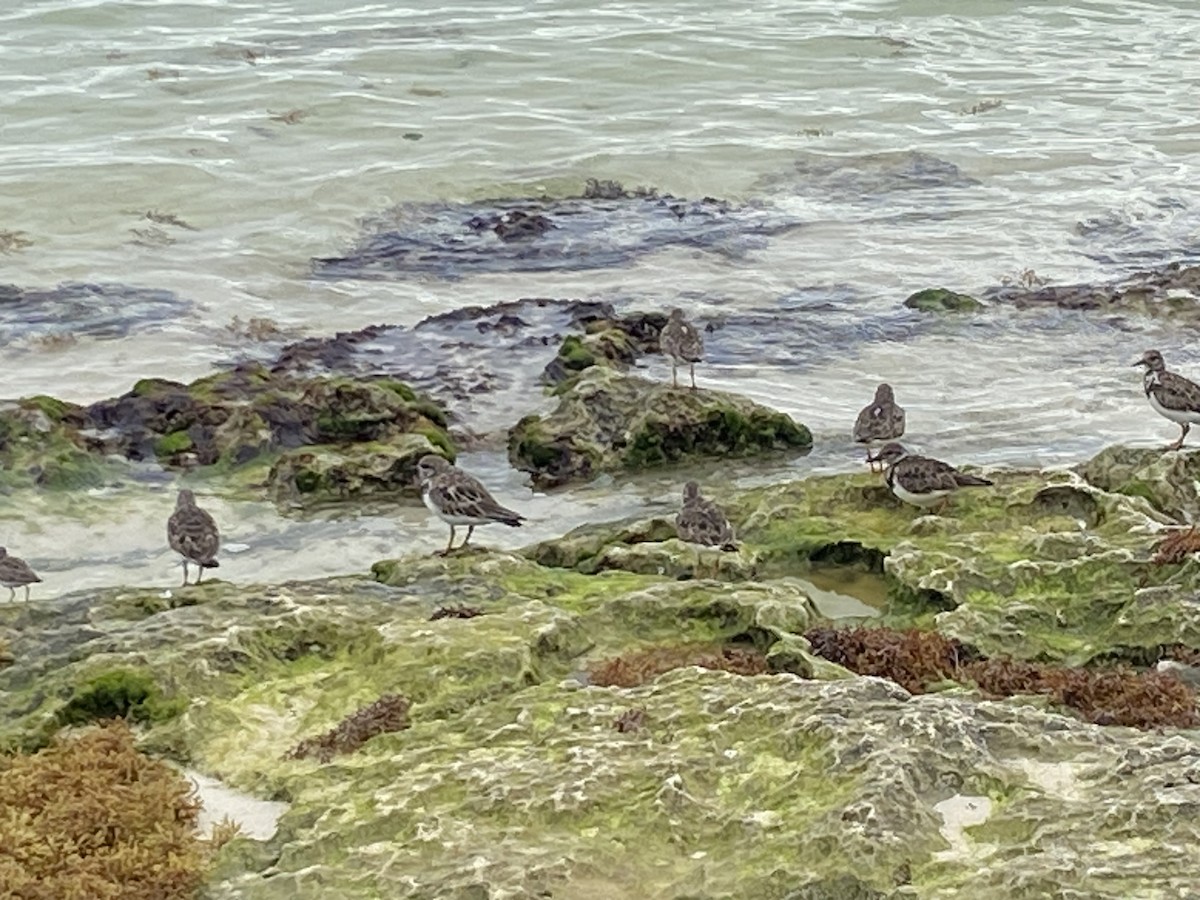 Voltapietre - ML631846239