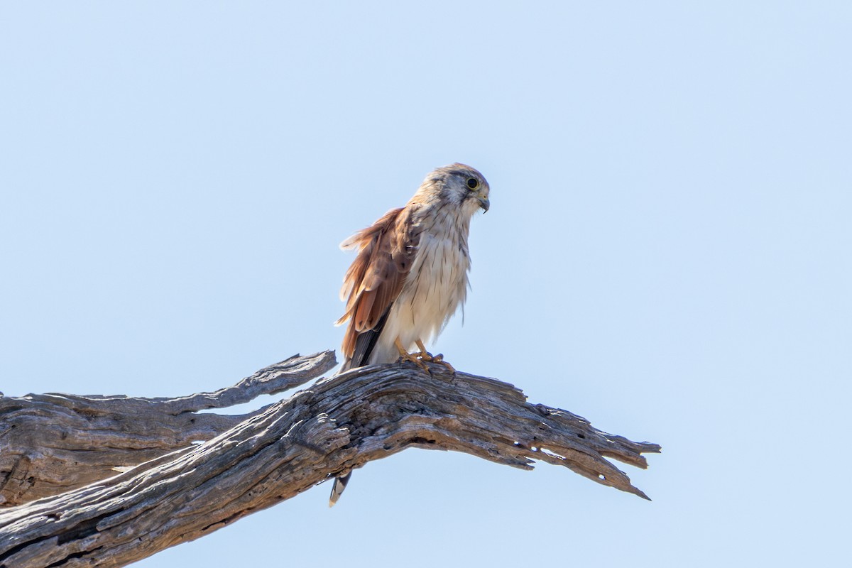 Nankeen Kestrel - ML631846244