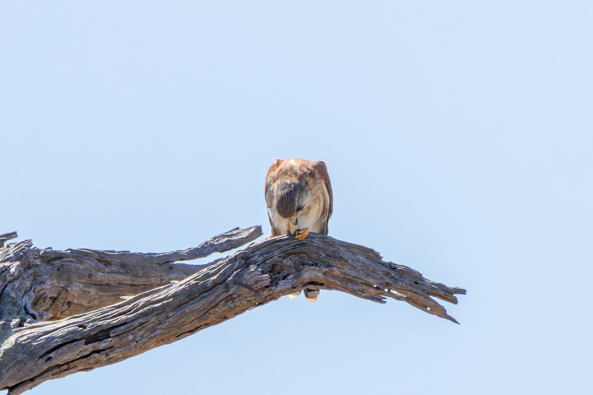 Nankeen Kestrel - ML631846245