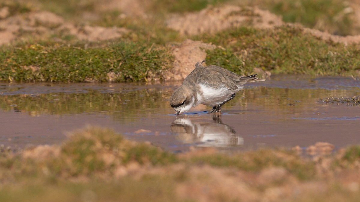 Пісочник степовий - ML631846303