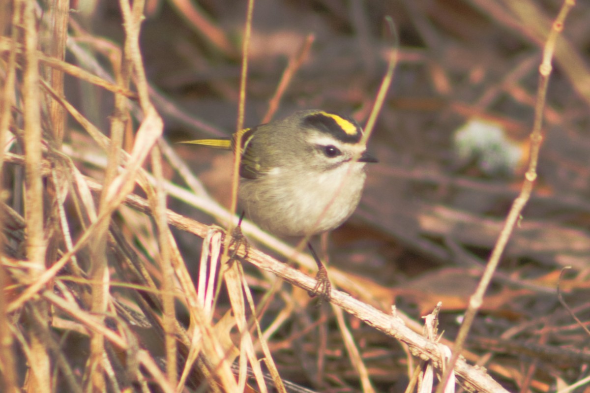 Golden-crowned Kinglet - ML631846311