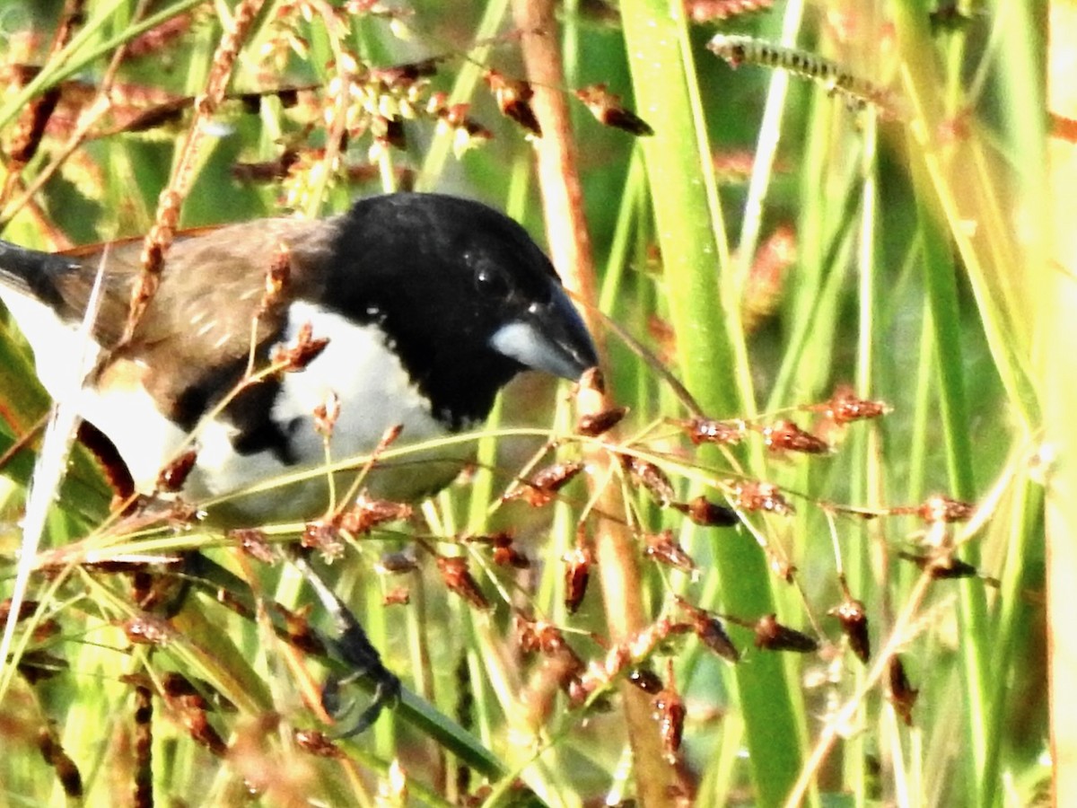 Magpie Mannikin - ML631846782