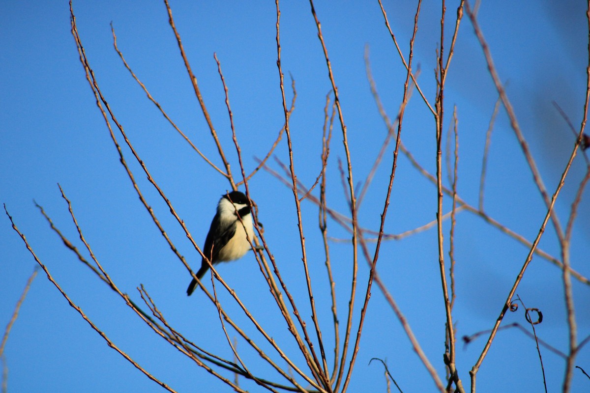 Черношапочная гаичка - ML631847076