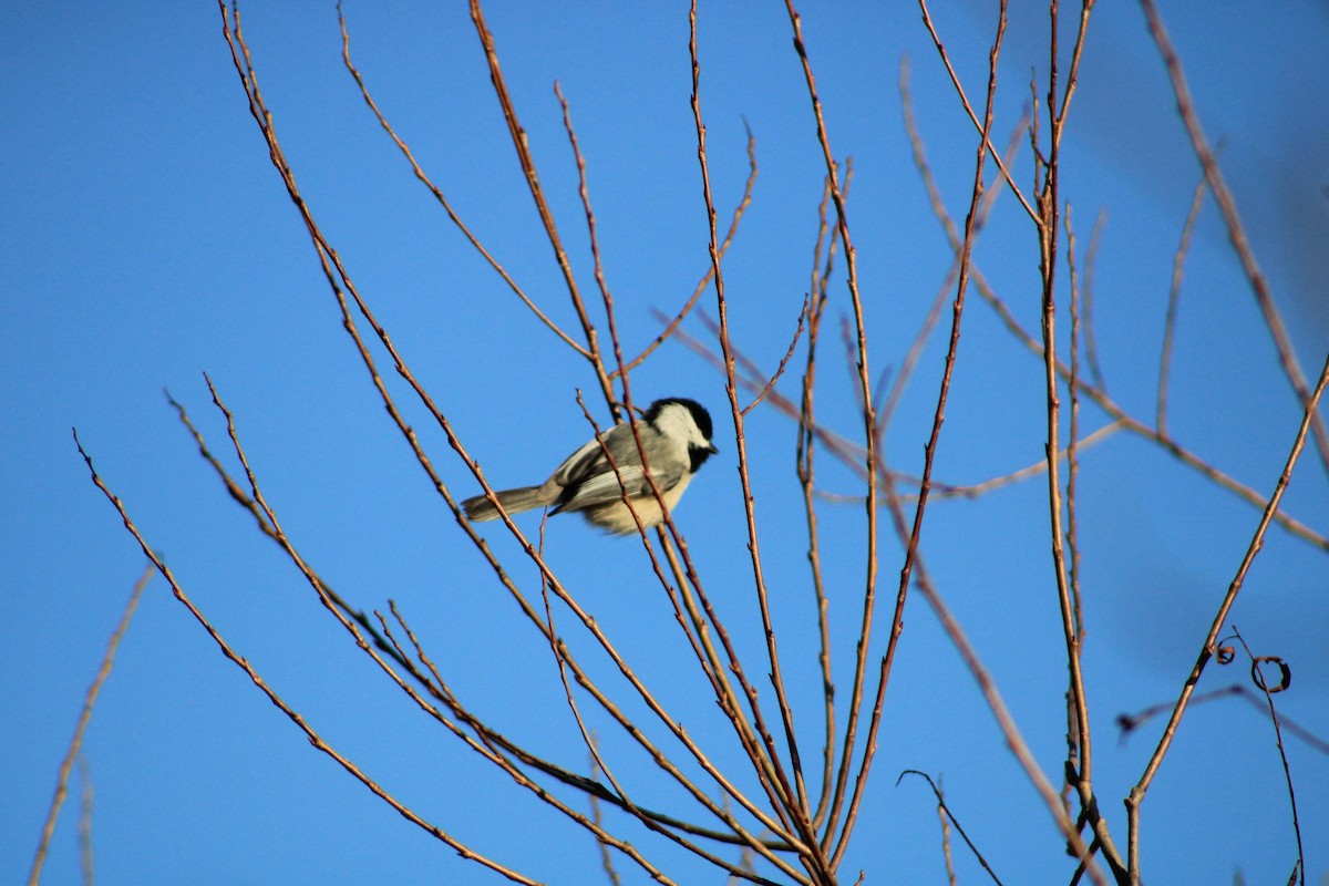 Черношапочная гаичка - ML631847077