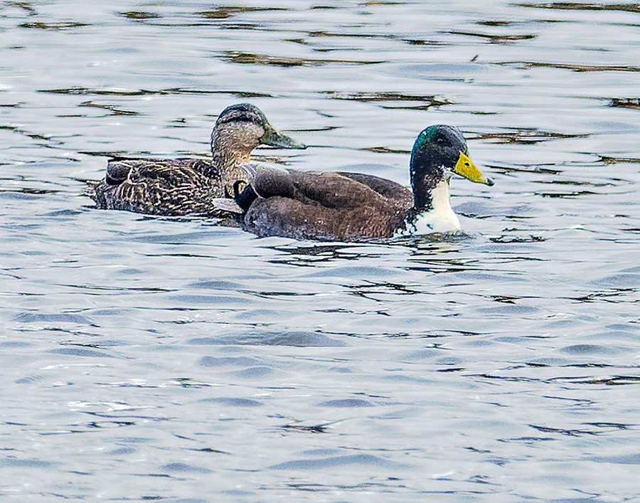 雑種 マガモ ｘ アメリカガモ - ML631847084