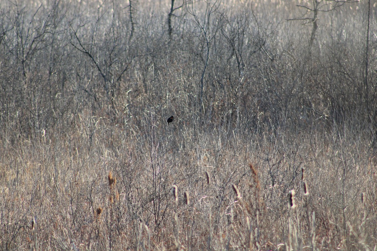 Красноплечий трупиал - ML631847089