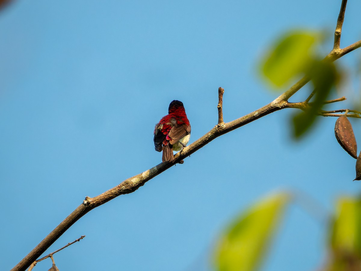 Crimson-backed Sunbird - ML631847124