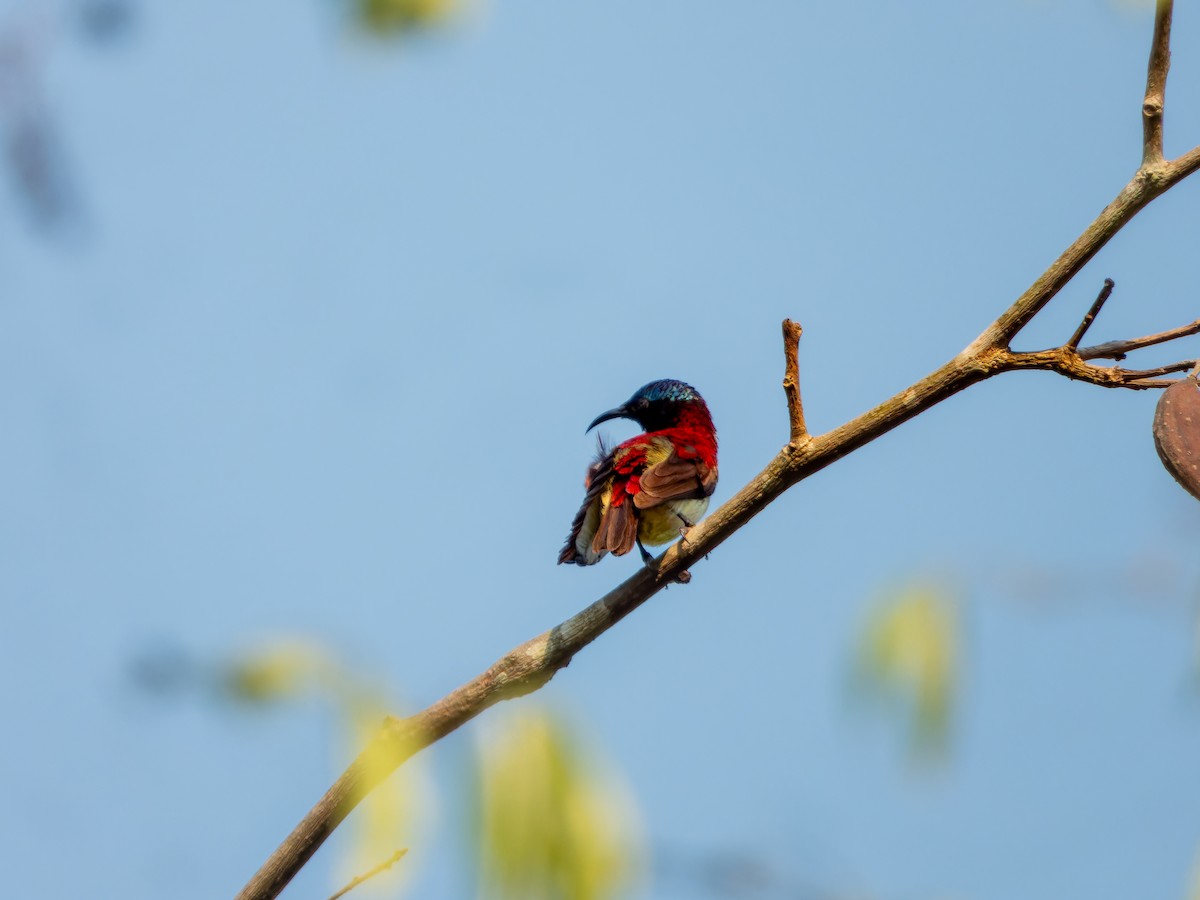 Crimson-backed Sunbird - ML631847125