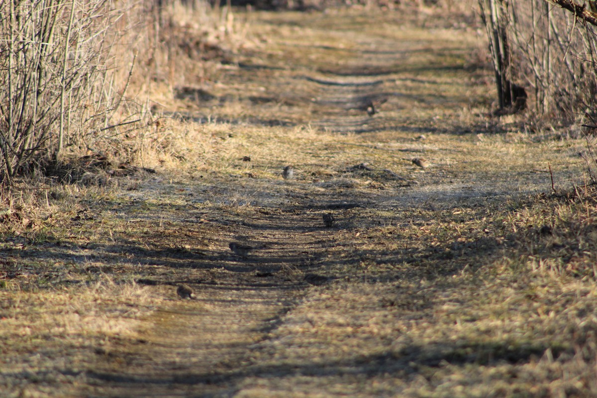 Домовый воробей - ML631847158