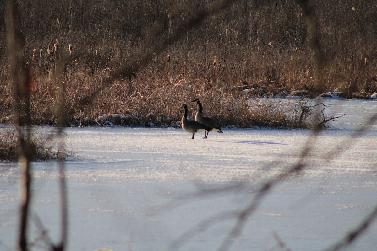 Канадская казарка - ML631847185