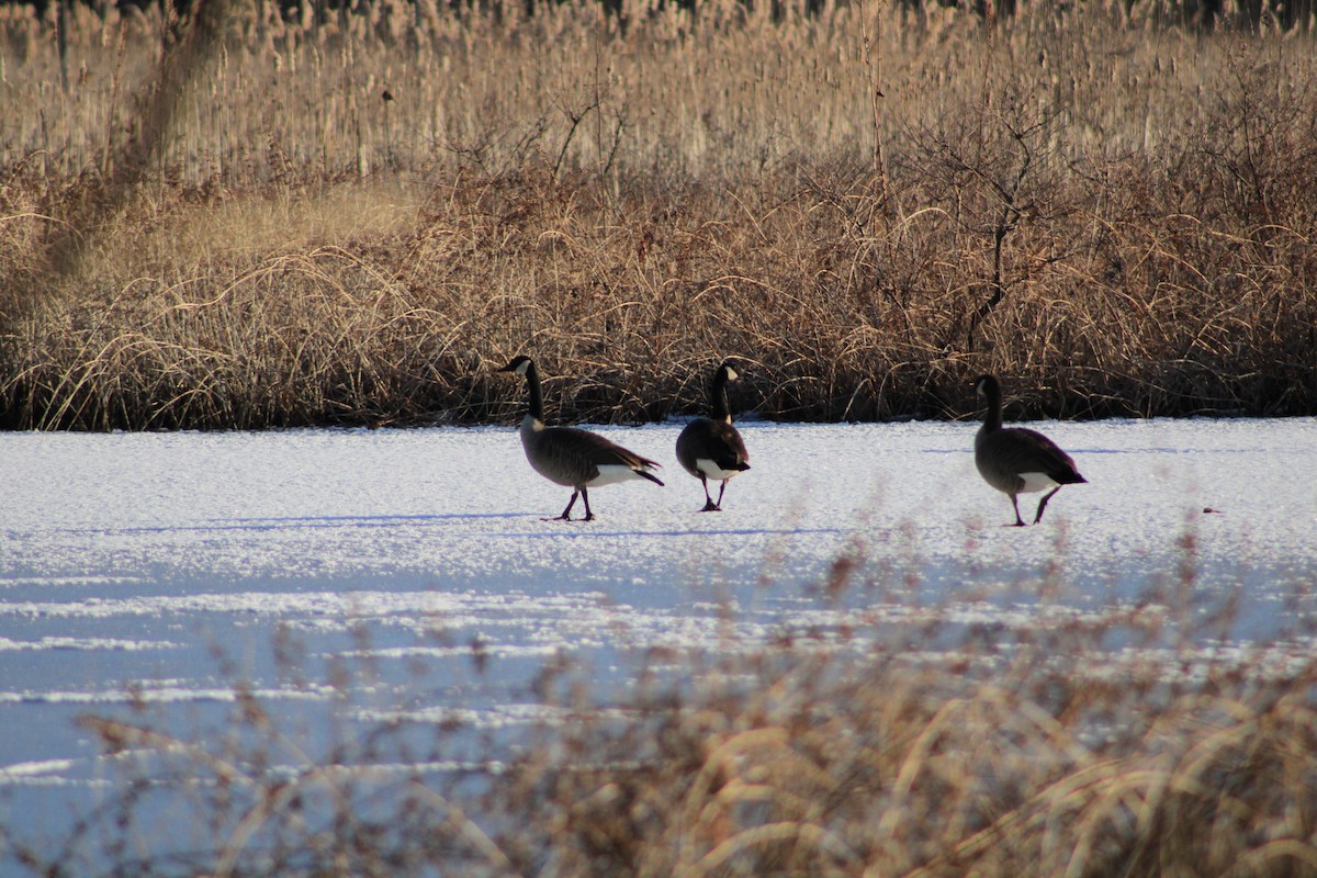 Канадская казарка - ML631847186