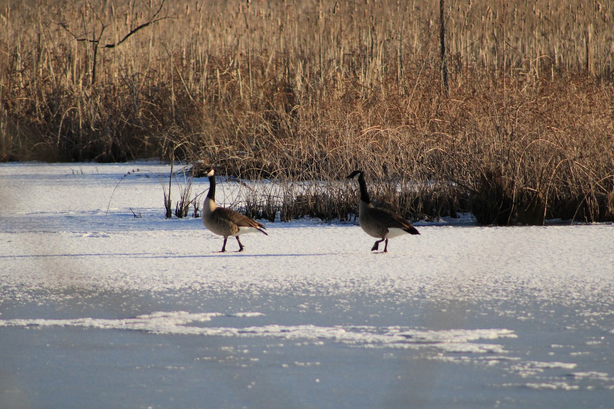 Канадская казарка - ML631847187