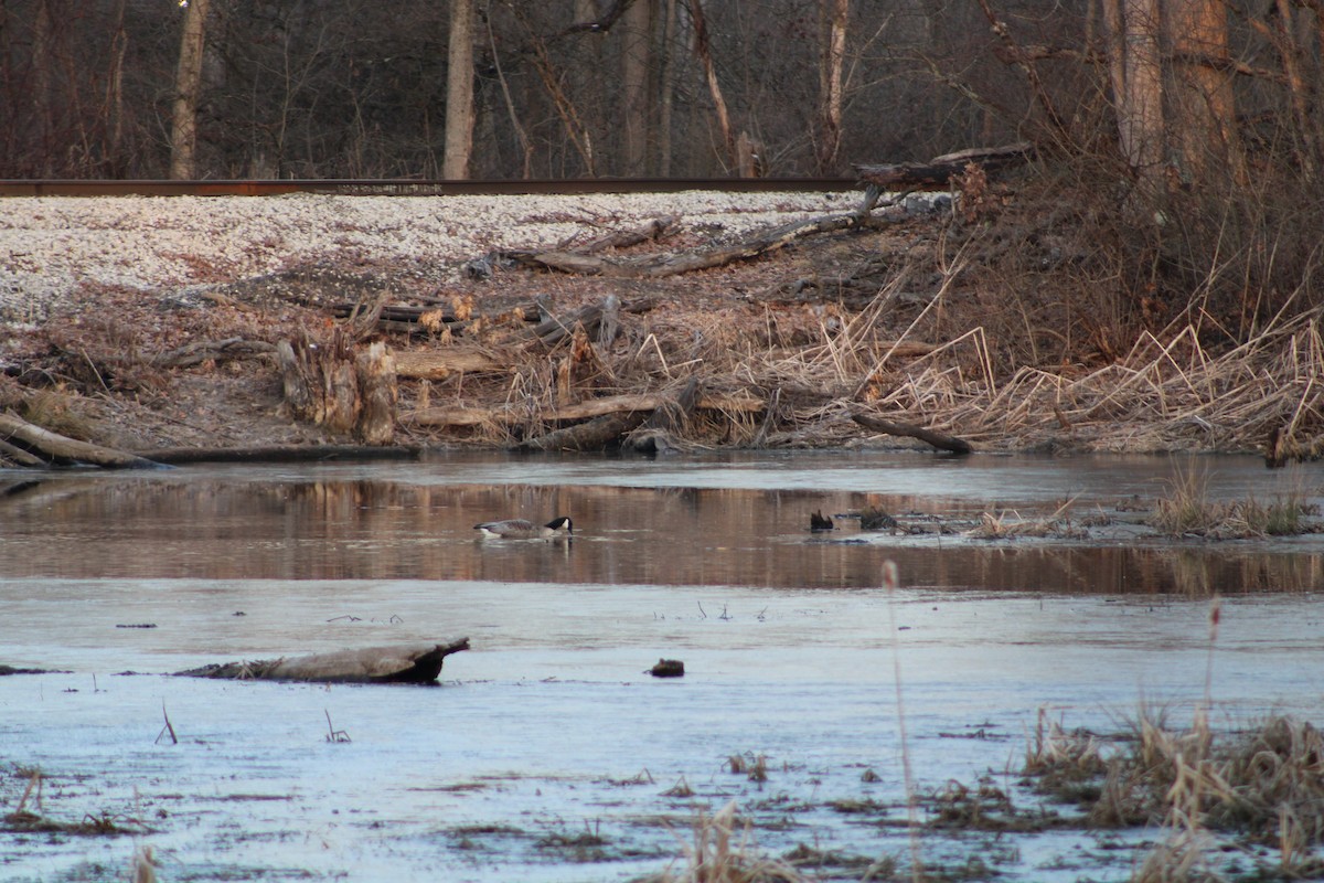 Канадская казарка - ML631847188