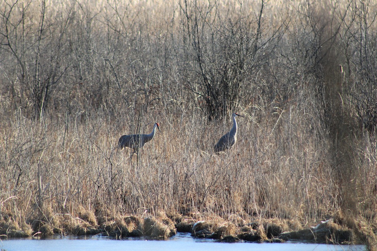 Канадский журавль - ML631847240
