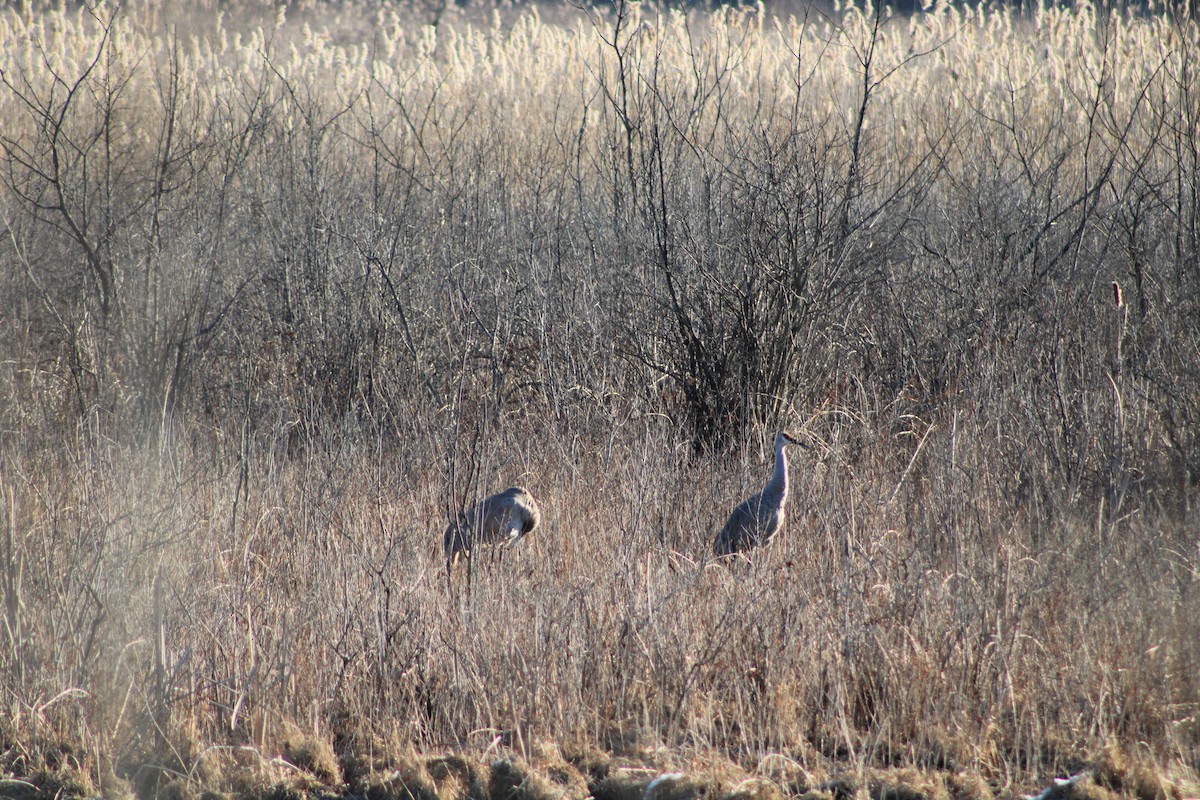 Канадский журавль - ML631847241