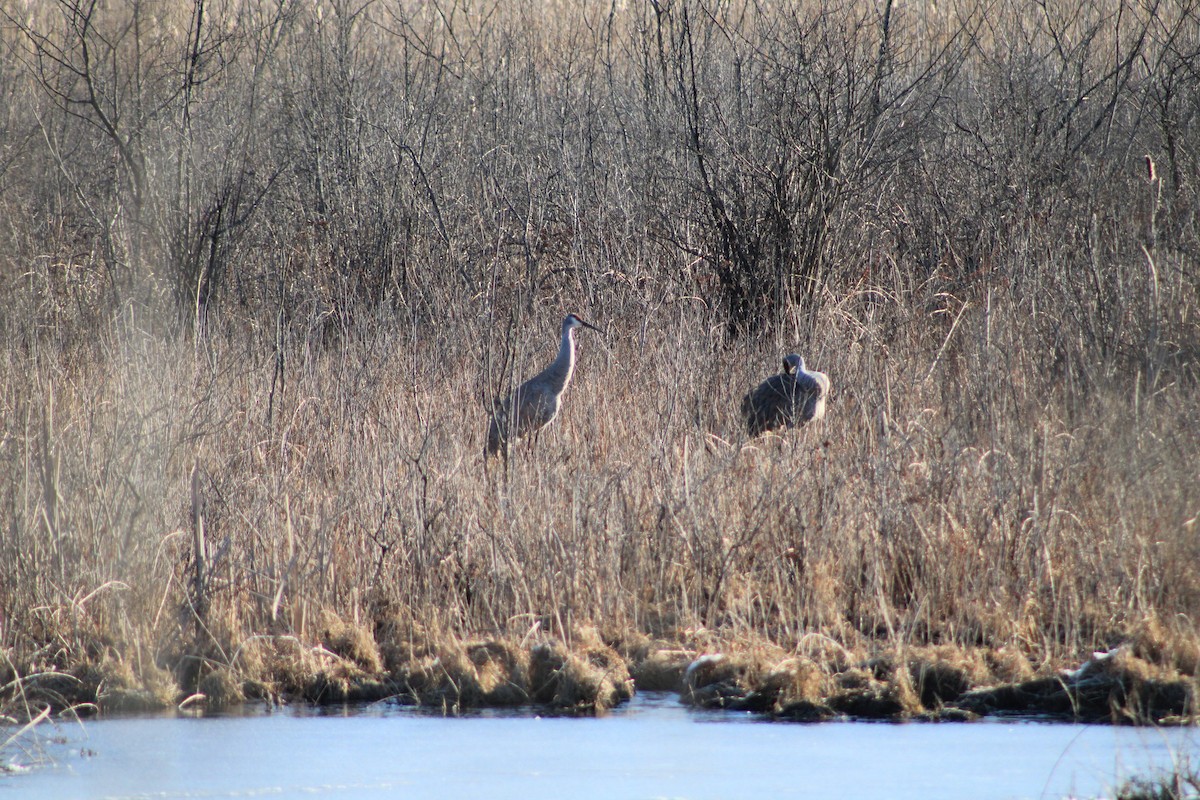 Канадский журавль - ML631847242