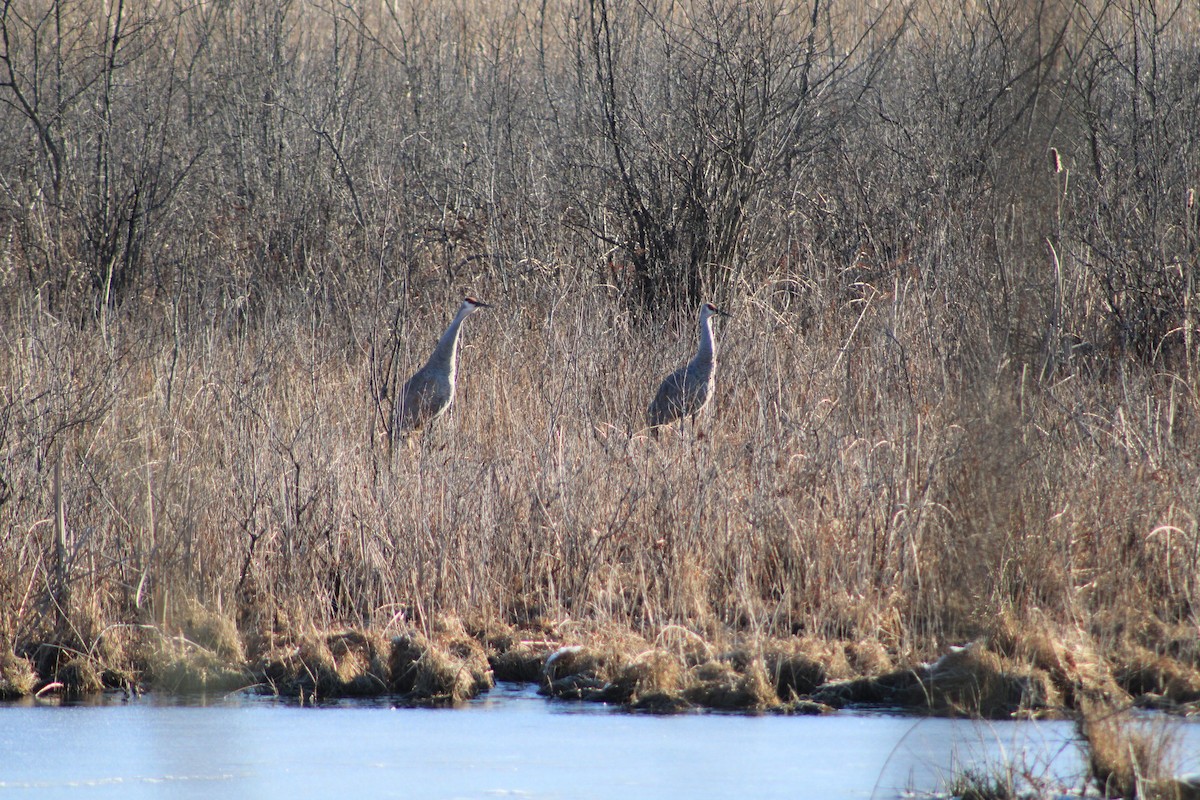 Канадский журавль - ML631847243