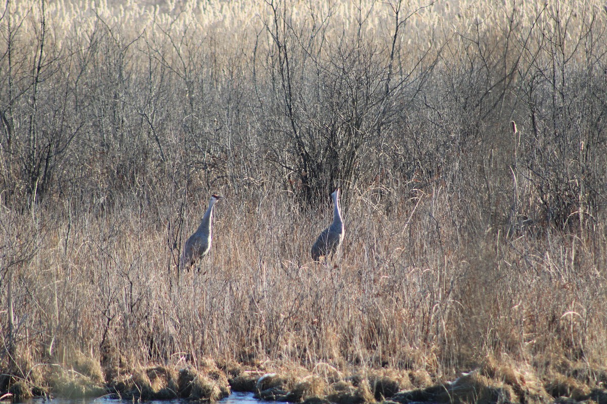 Канадский журавль - ML631847245