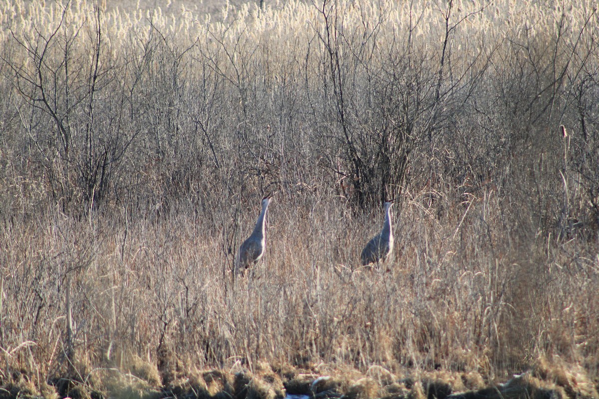 Канадский журавль - ML631847246