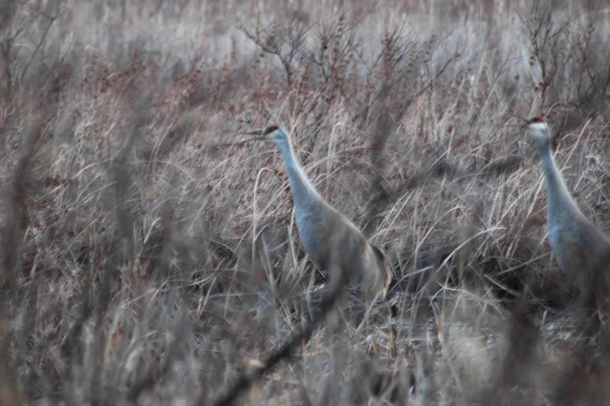 Канадский журавль - ML631847248