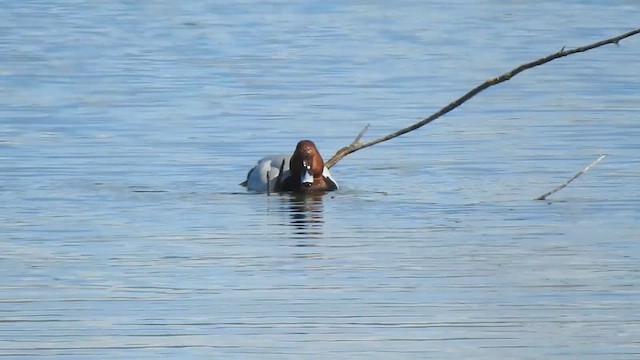 Common Pochard - ML631847320