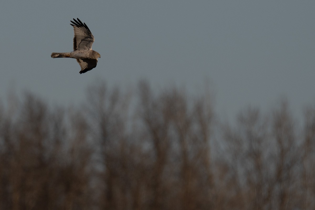 Northern Harrier - ML631847372