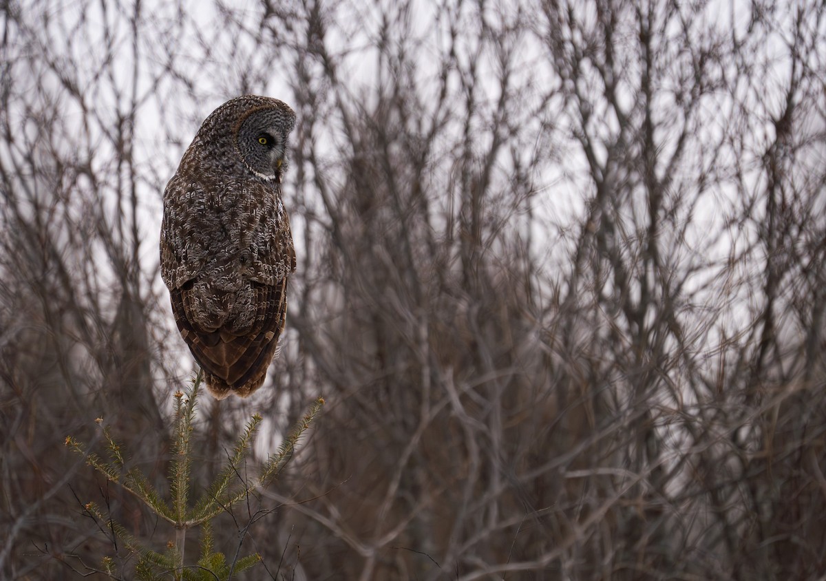 Great Gray Owl - ML631847378