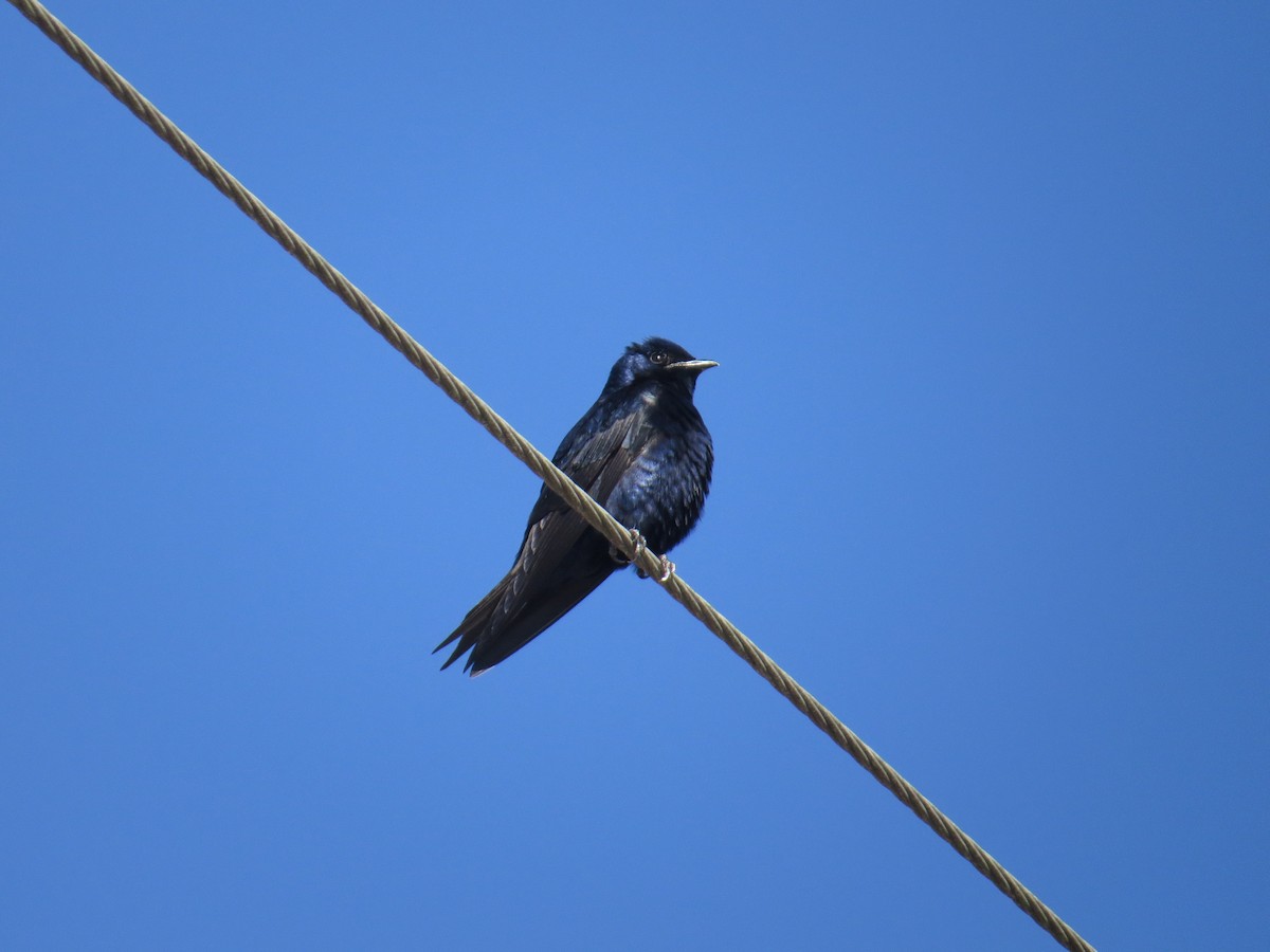 Purple Martin - ML631847388