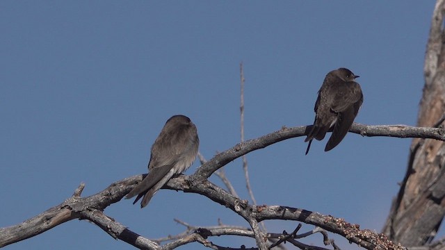 Northern Rough-winged Swallow - ML631847397
