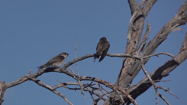 Northern Rough-winged Swallow - ML631847416