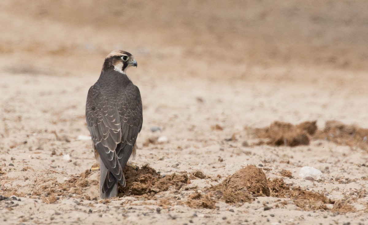 Lanner Falcon - ML631847488