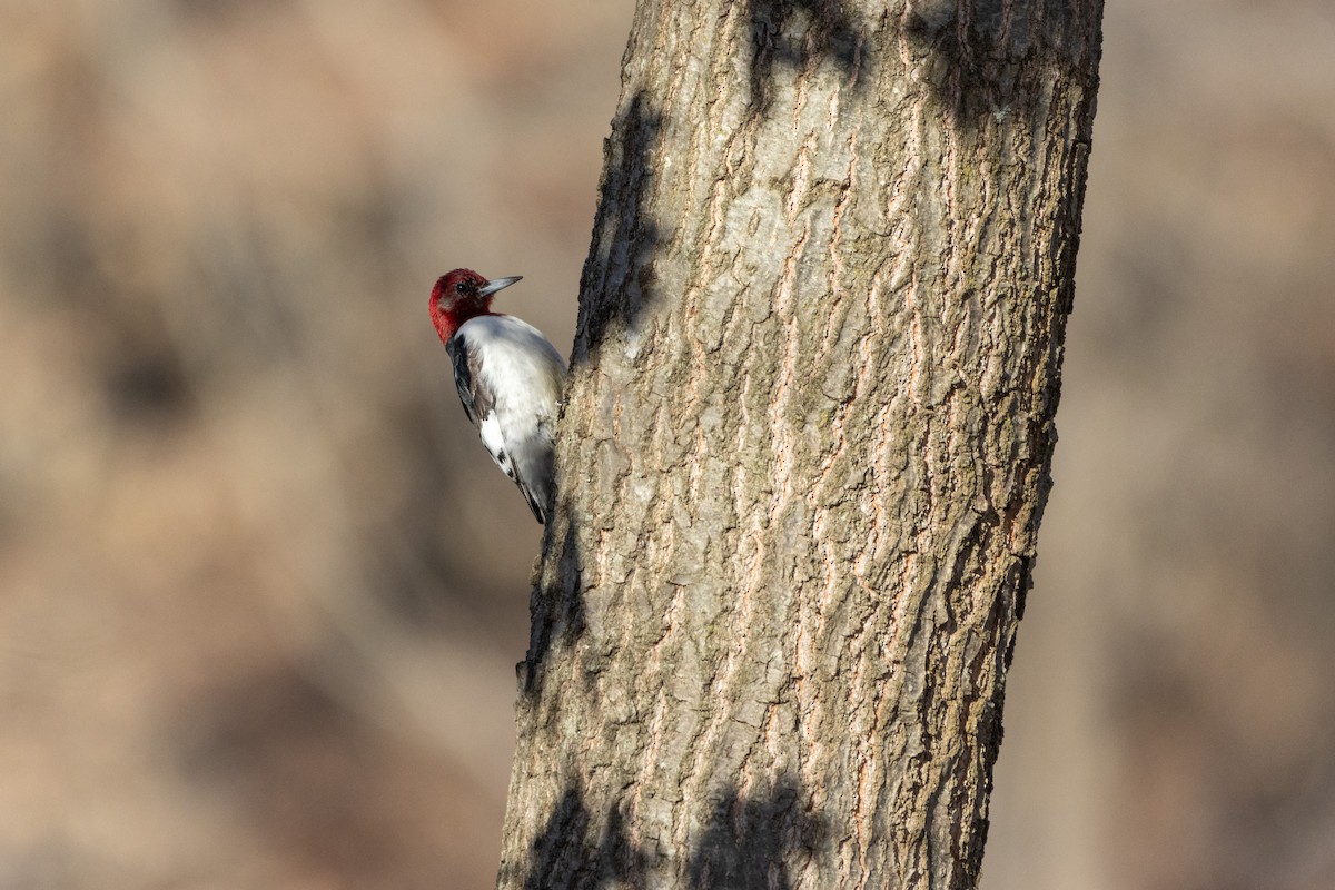 Red-headed Woodpecker - ML631847555