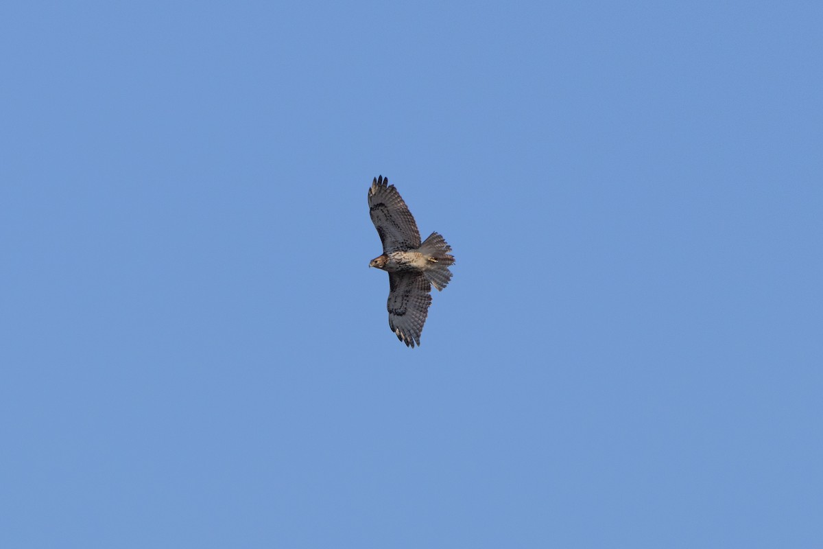 Red-tailed Hawk - ML631847562