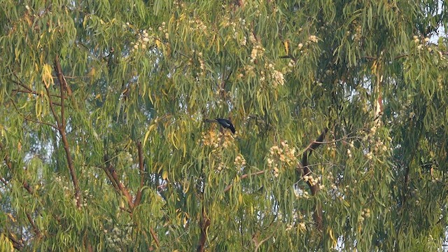Hair-crested Drongo - ML631847619
